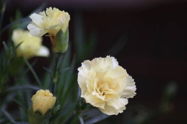 sarı ve beyaz çiçek