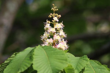 Şehirde çiçek açan kestaneler
