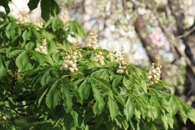 Şehirde çiçek açan kestaneler