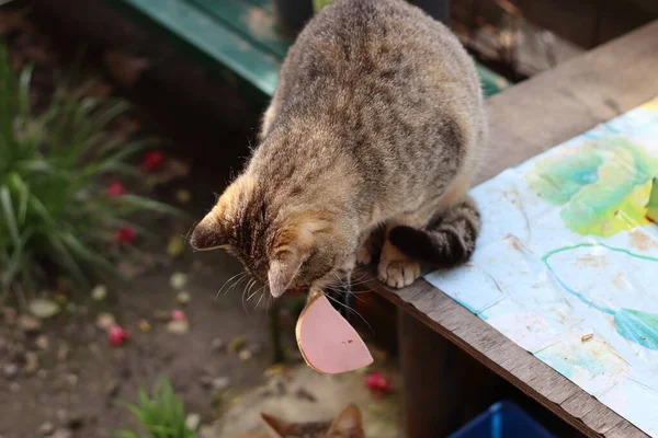 Chat Tient Nourriture Dans Patte — Photo