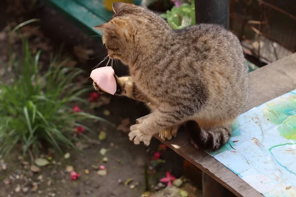 แมวถ ออาหารในอ งเท าของม — ภาพถ่ายสต็อก