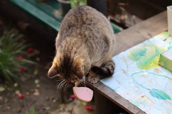 Gato Tiene Comida Pata — Foto de Stock