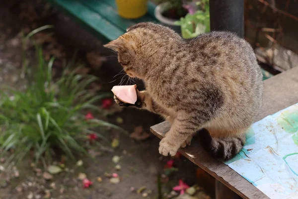 Cat Holds Food Its Paw — Stock Photo, Image