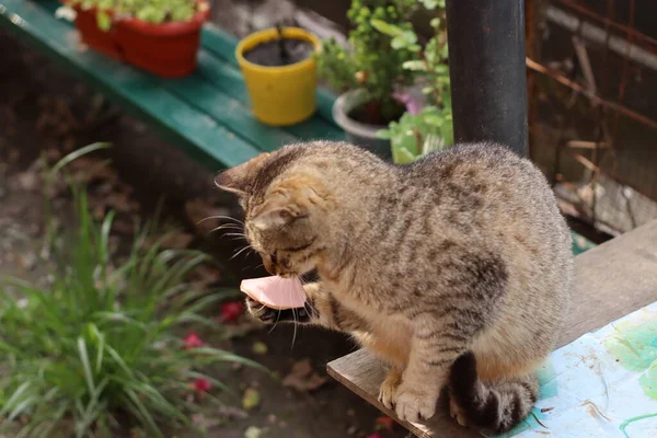 Γάτα Έχει Τροφή Στην Πατούσα Της — Φωτογραφία Αρχείου