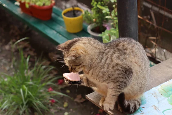 Cat Holds Food Its Paw — Stock Photo, Image