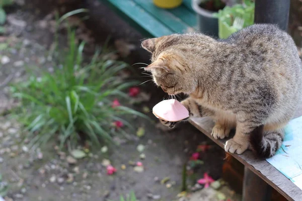 고양이가 먹이를 — 스톡 사진