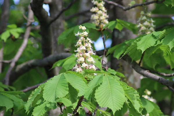 Blomstrende Kastanjer Byen – stockfoto