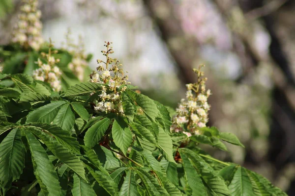 Blomstrende Kastanjer Byen – stockfoto