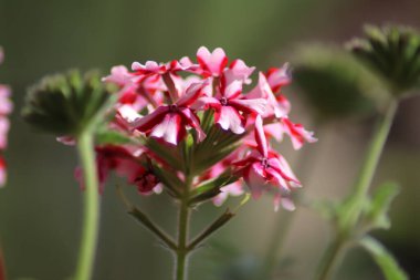 pembe ve beyaz çiçekler