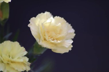 Bahçede beyaz ve sarı karanfil