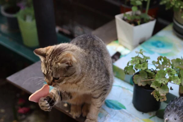 Chat Dans Jardin — Photo