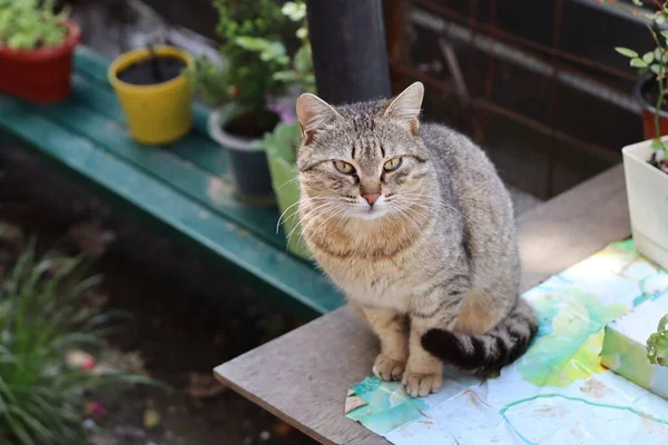 Gato Jardim — Fotografia de Stock