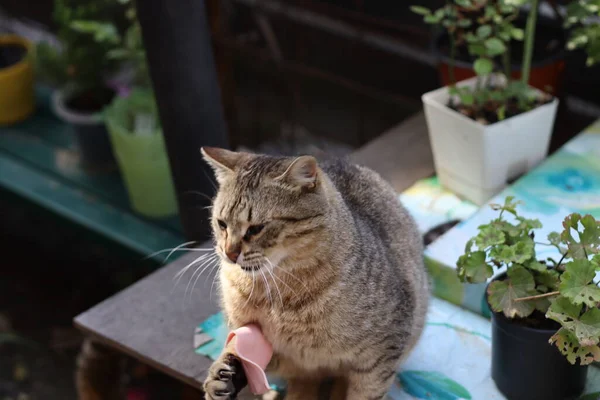 Gatto Giardino — Foto Stock