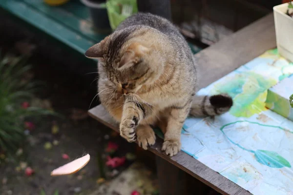 Chat Dans Jardin — Photo