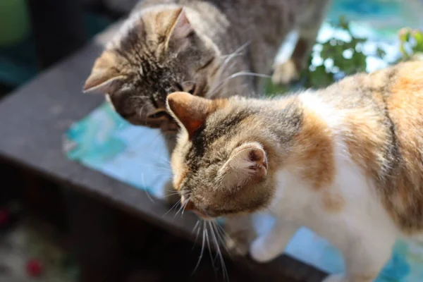 Gato Jardim — Fotografia de Stock