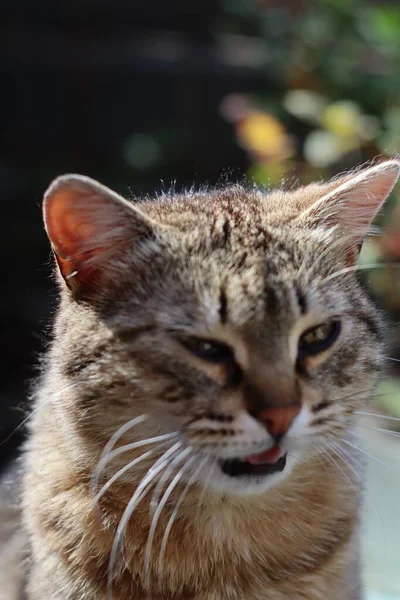 Katt Trädgården — Stockfoto