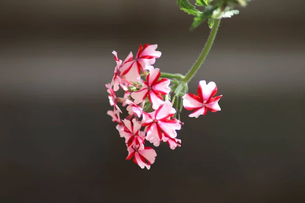 Рожеві Білі Квіти — стокове фото