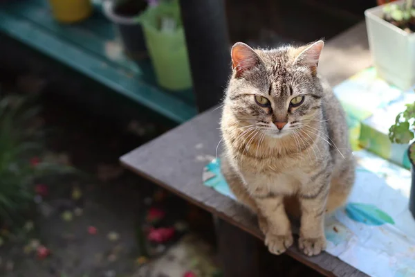 Gato Jardim — Fotografia de Stock