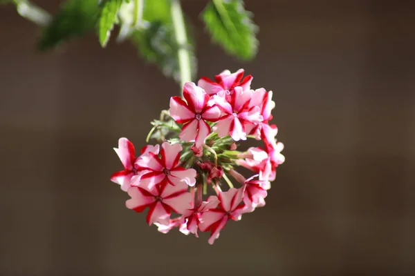 Fiori Rosa Bianchi — Foto Stock