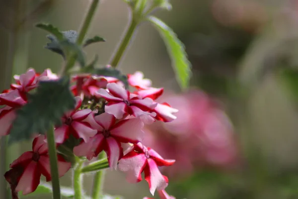 Fiori Rosa Bianchi — Foto Stock