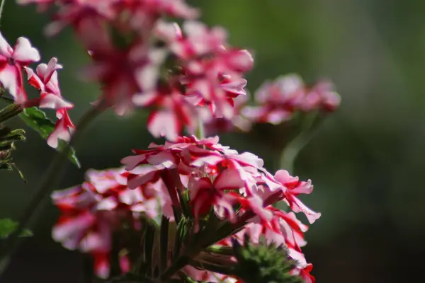 Rosa Och Vita Blommor — Stockfoto