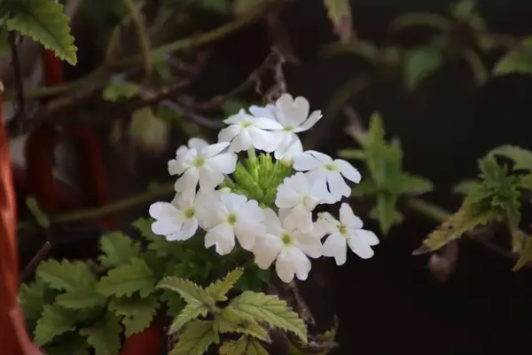 Små Vita Blommor Trädgården — Stockfoto