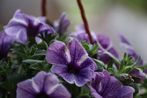 Hermosa Púrpura Petunias Cerca —  Fotos de Stock