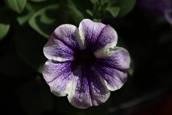 Hermosa Púrpura Petunias Cerca — Foto de Stock