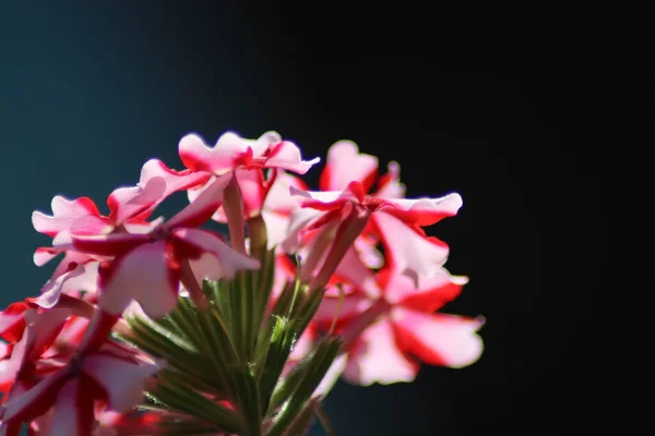 ピンクと白の花 — ストック写真