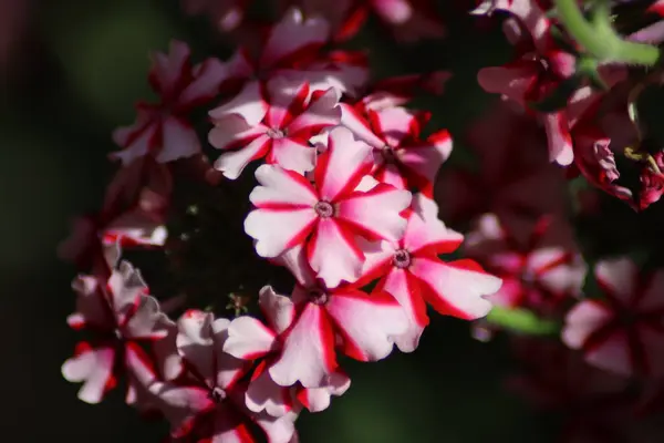 Rosa Och Vita Blommor — Stockfoto