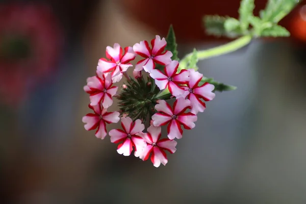 Rosa Och Vita Blommor — Stockfoto