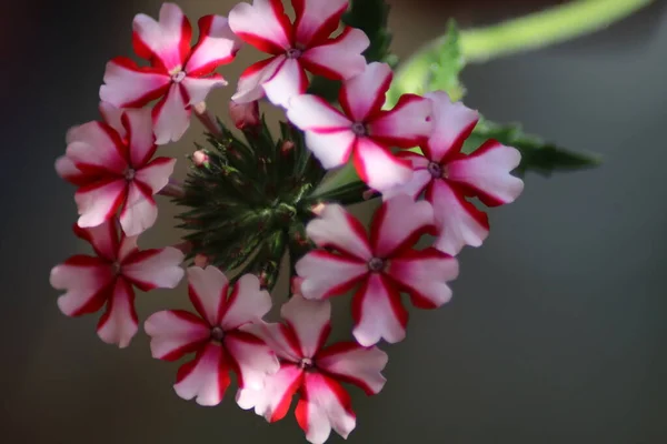 Rosa Och Vita Blommor — Stockfoto