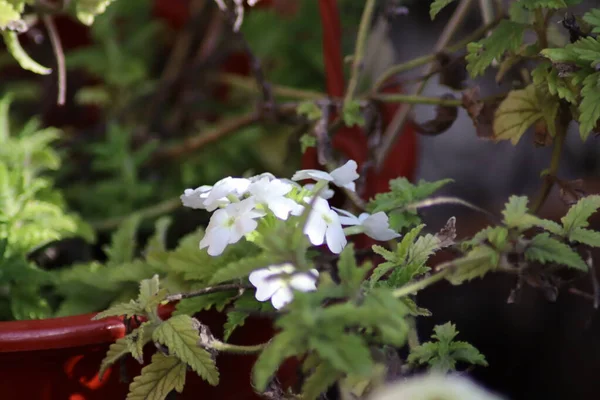 Маленькі Білі Квіти Саду — стокове фото