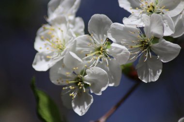 Beyaz kiraz çiçekleri ve bir arı