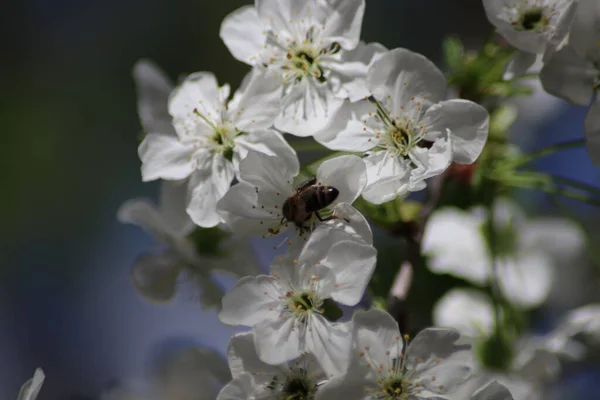 Fleurs Cerisier Blanc Une Abeille — Photo