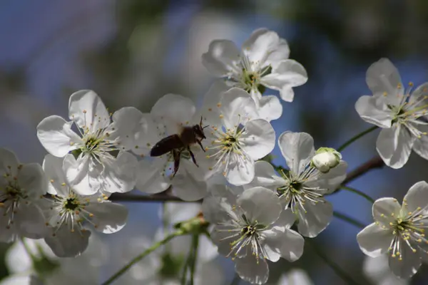 Fleurs Cerisier Blanc Une Abeille — Photo