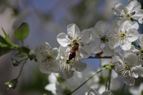 Weiße Kirschblüten Und Eine Biene — Stockfoto