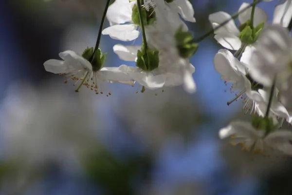Fleurs Cerisier Blanc Une Abeille — Photo