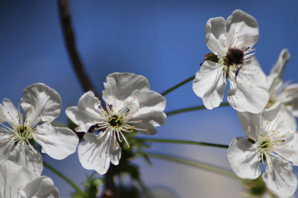 Fleurs Cerisier Blanc Une Abeille — Photo