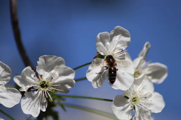 Weiße Kirschblüten Und Eine Biene — Stockfoto