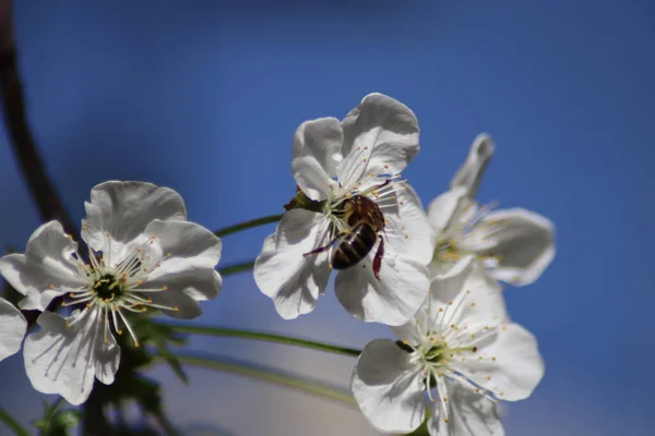 Fleurs Cerisier Blanc Une Abeille — Photo