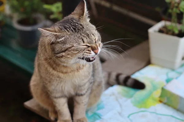 Chat Dans Jardin — Photo