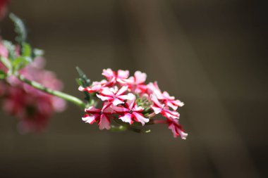 Bahçedeki çiçekler