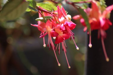 Bahçedeki çiçekler