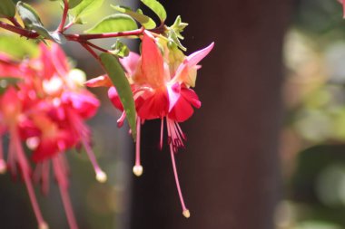 Bahçedeki çiçekler