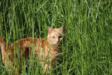 Yeşil çimlerde kırmızı kedi