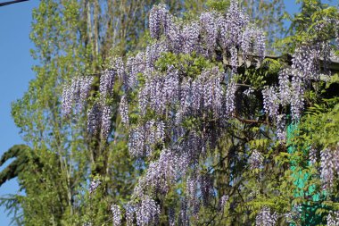 Çiçek açan salkımlar ağaçta