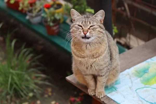 Belo Gato Carismático Perto — Fotografia de Stock