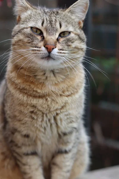 Vacker Karismatisk Katt Närbild — Stockfoto