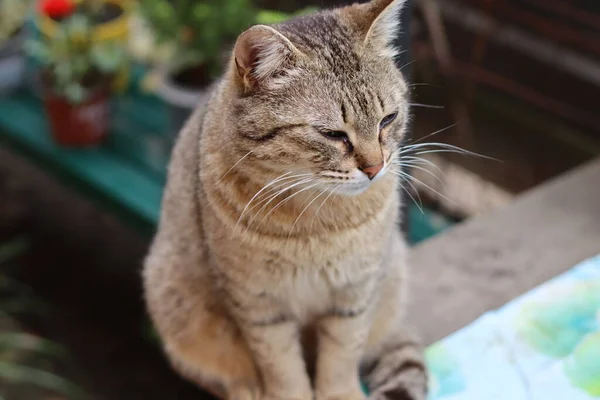 Beau Chat Charismatique Gros Plan — Photo